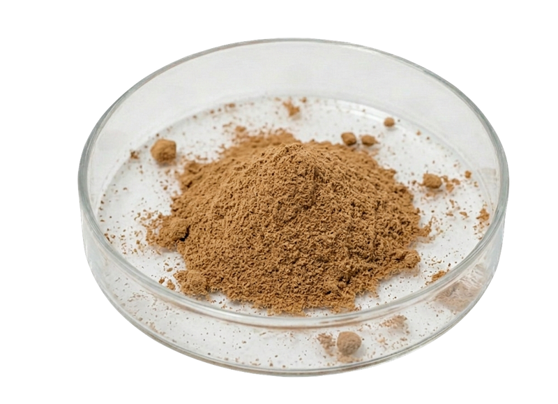 Lion’s Mane Mushroom Extract